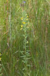 Yellow glandweed